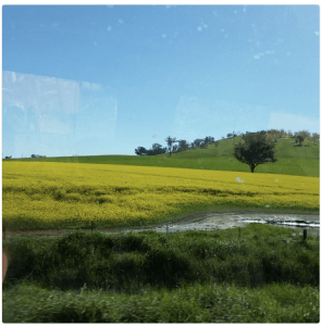 Lush Green and Gold fields. 