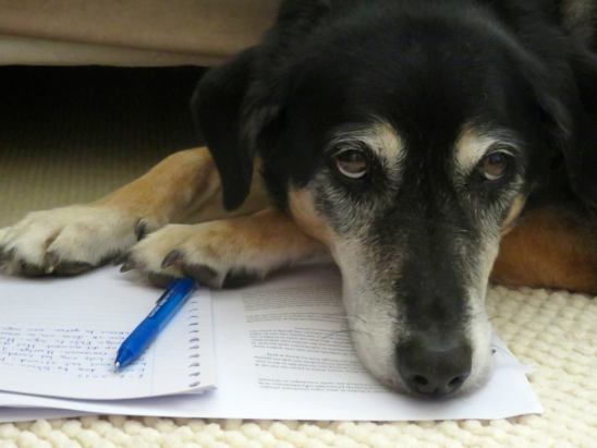 Dog leaning on paper and pen
