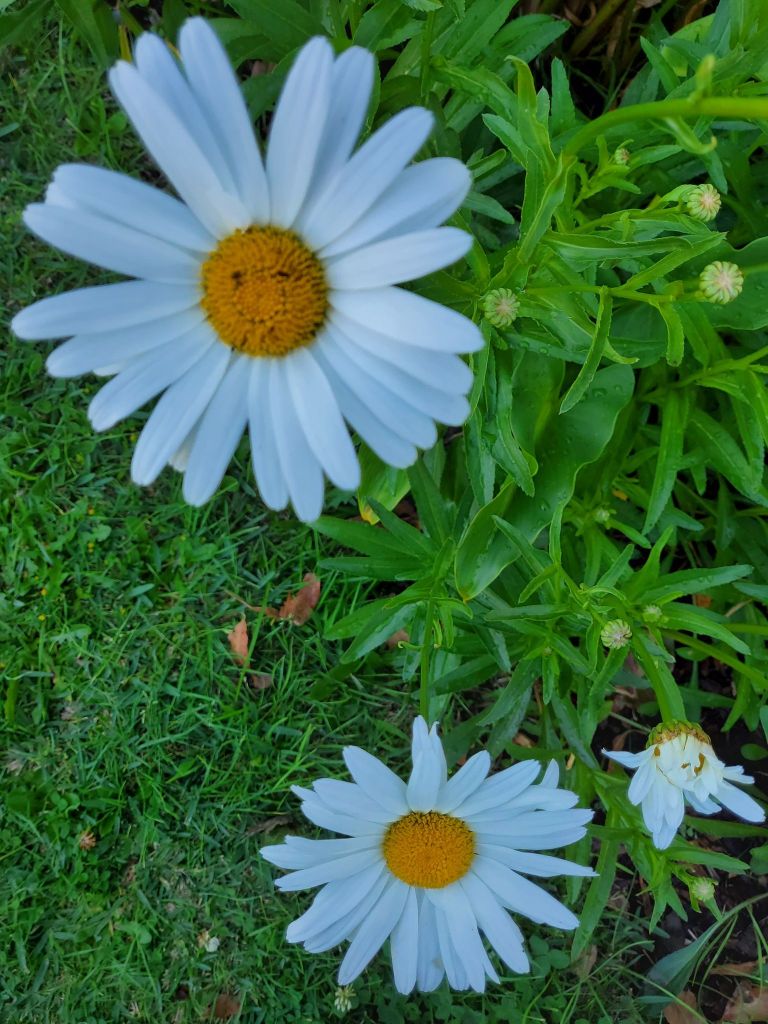 Two daisies with yellow pollen at the centre.