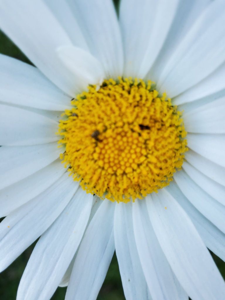 Close up of a daisy.
