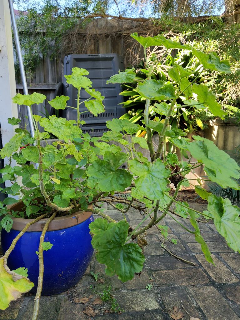 A geranium in a blue pot on stone pavers.