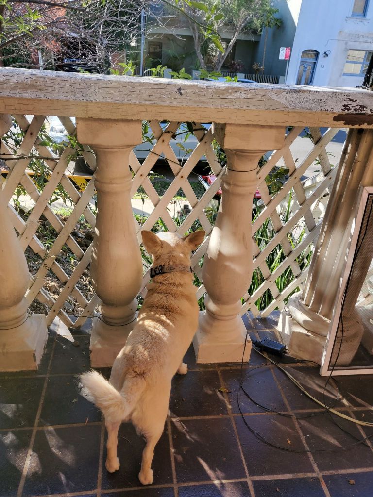 Dog peering through the columns and lattice to the road.