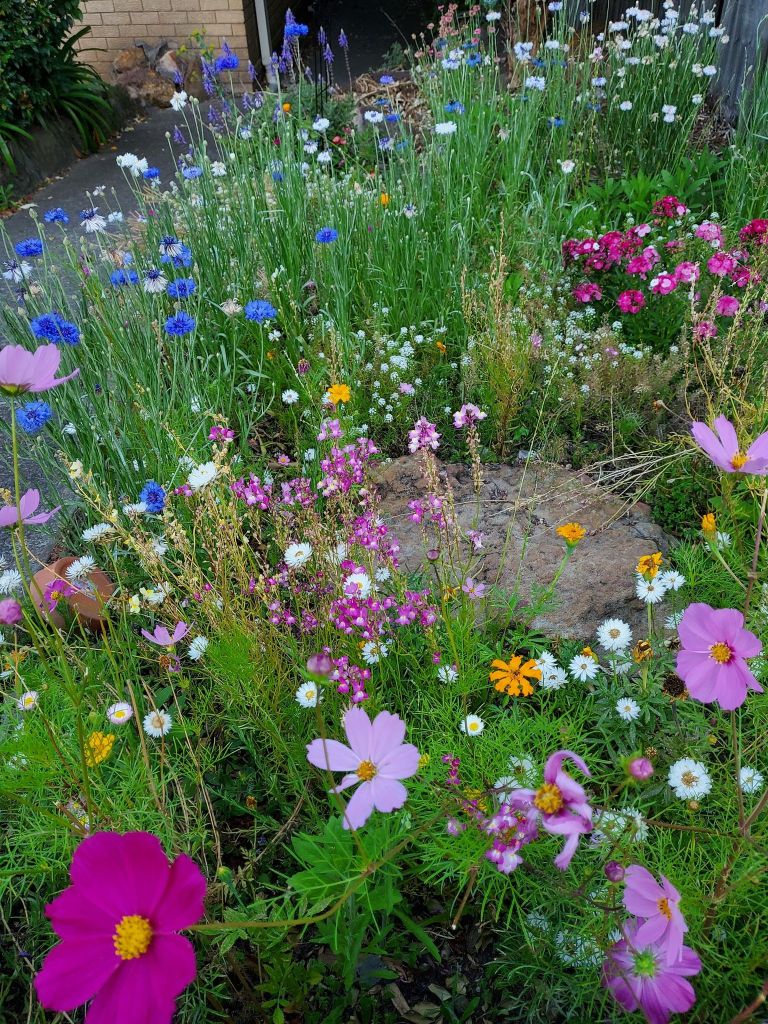 flowery patch of meadow flowers. pinks purples whites and organge in the greenery